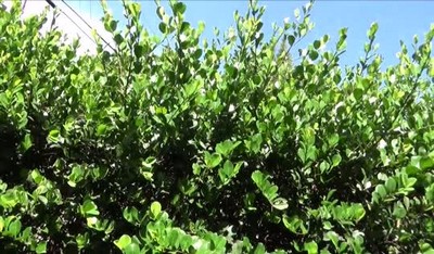 Брат обнял на кухне сестру и начал нежно гладить ее молодые сисечки.